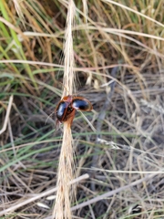 Dicranosterna immaculata