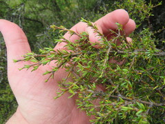 Coprosma rugosa