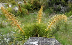 Aciphylla aurea