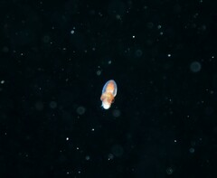 Sepioteuthis australis