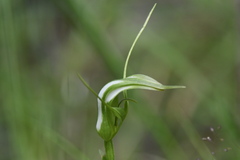 Pterostylis falcata