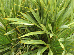 Aciphylla aurea