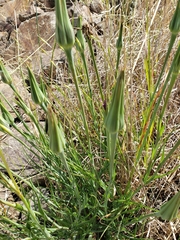 Tragopogon porrifolius