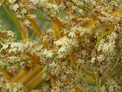 Aciphylla aurea