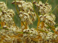 Aciphylla aurea