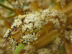 Aciphylla aurea