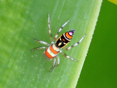 Cosmophasis micarioides