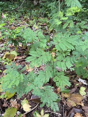Adenanthera pavonina