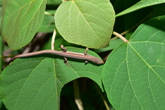 Takydromus viridipunctatus