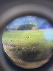 Charadrius obscurus aquilonius