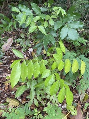 Capparis micracantha