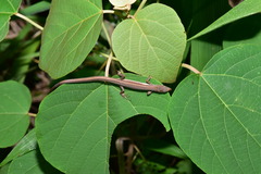 Takydromus viridipunctatus