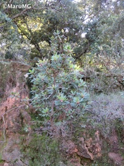Arbutus