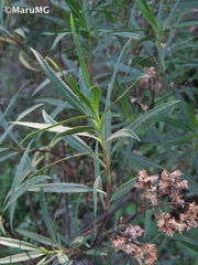 Barkleyanthus salicifolius