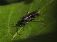 Auplopus carbonarius