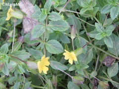 Mecardonia procumbens