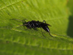 Auplopus carbonarius
