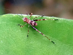 Caedicia