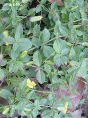 Mecardonia procumbens