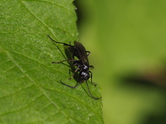 Auplopus carbonarius