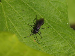 Auplopus carbonarius