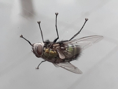 Rutilia