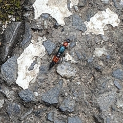 Paederus cruenticollis