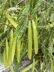 Leucaena