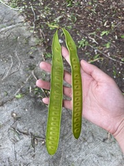 Leucaena
