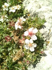 Potentilla nitida
