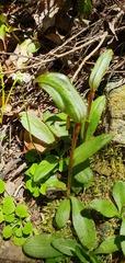 Pterostylis areolata
