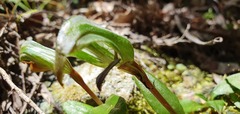 Pterostylis areolata