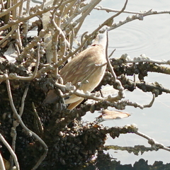 Nycticorax nycticorax nycticorax