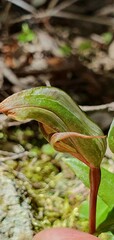 Pterostylis areolata