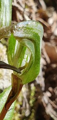 Pterostylis areolata