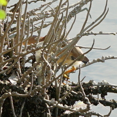 Nycticorax nycticorax nycticorax