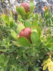 Leucadendron strobilinum