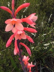 Watsonia tabularis