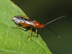 Aleiodes