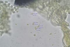 Pilobolus crystallinus