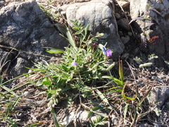 Gueldenstaedtia verna