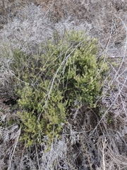 Leptecophylla juniperina