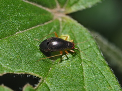 Orthonotus rufifrons