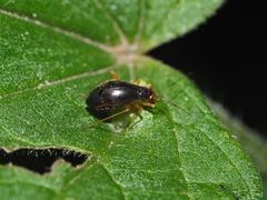 Orthonotus rufifrons