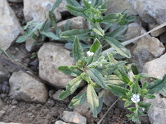 Bothriospermum secundum