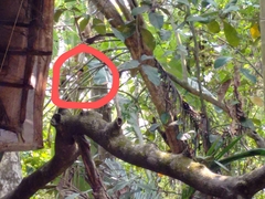 Terpsiphone paradisi