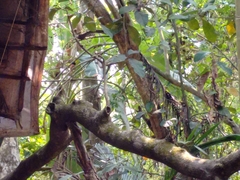 Terpsiphone paradisi