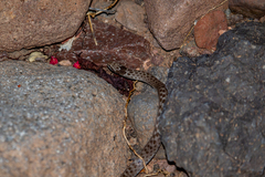 Hypsiglena ochrorhynchus