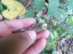 Ipomoea orizabensis