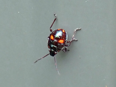 Asopinae